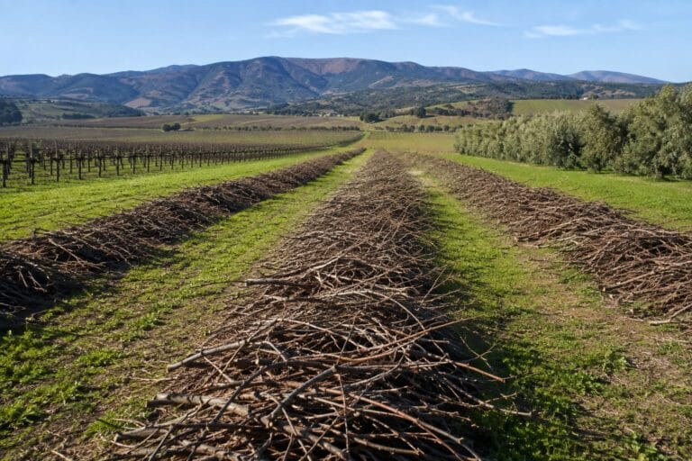 Gestión de Residuos Agroforestales en Chile: Normativa y Alternativas Sustentables 2 Gestión de Residuos Agroforestales en Chile: Normativa y Alternativas Sustentables